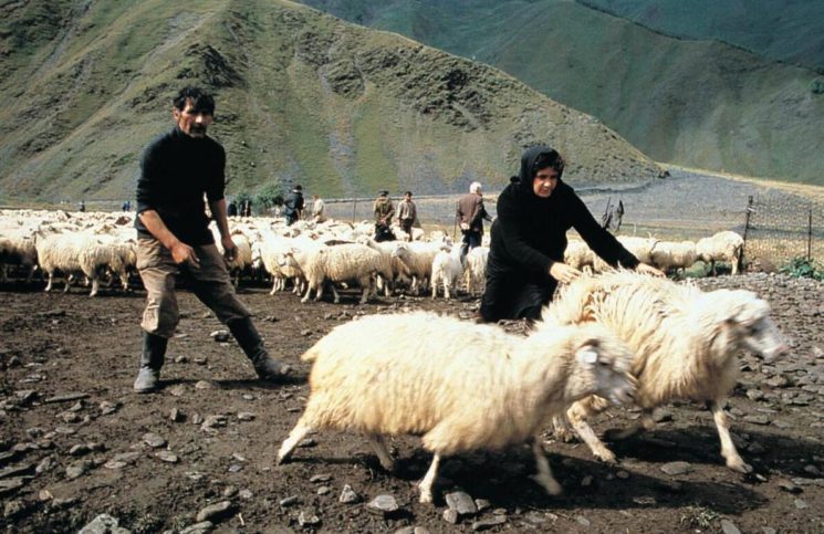 The mountain pastures are utilized for sheep farming. 