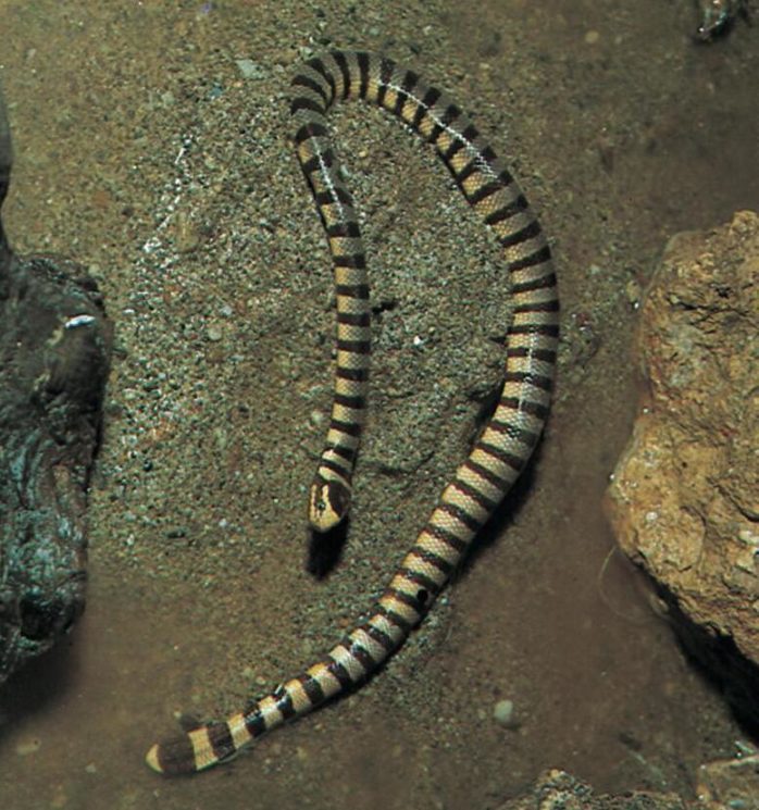 Sea snakes